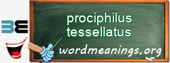 WordMeaning blackboard for prociphilus tessellatus